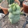 Totem Pole Cactus Lophocereus Schottii F Monstrosus 1